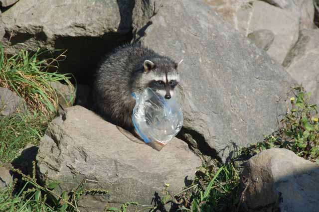 raccoon